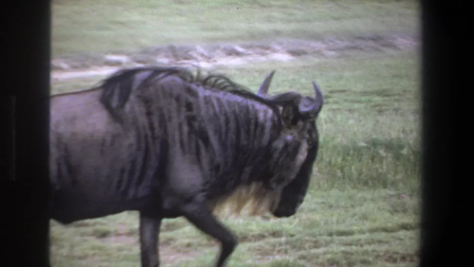 1969 Pretoria-area 8mm frame of a horned wildebeest moving across grass, seen through dark vertical vehicle-window edges.