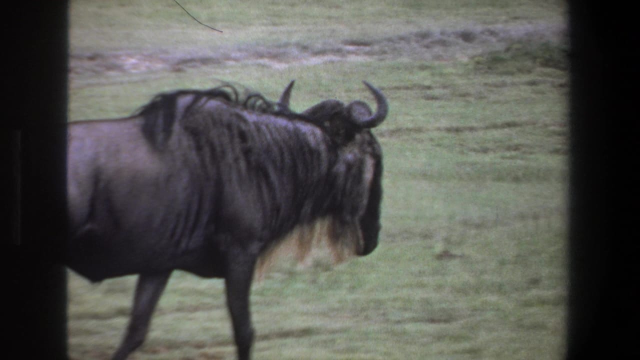 Wildebeest in side profile walking right across grassy ground behind a dark window divider.