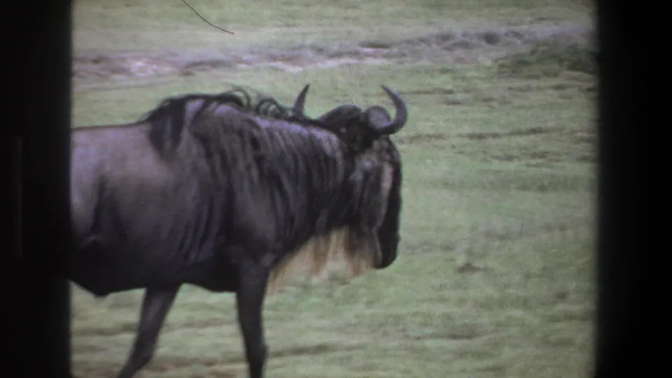 1969 Pretoria-area 8mm frame showing a side-profile wildebeest walking right across grass behind a dark vertical divider.