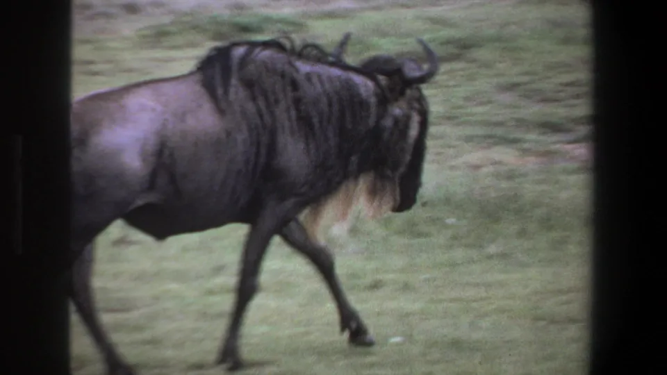 1969 Pretoria-area 8mm frame with a closer view of the wildebeest passing through grass, its horns, mane, and legs visible.