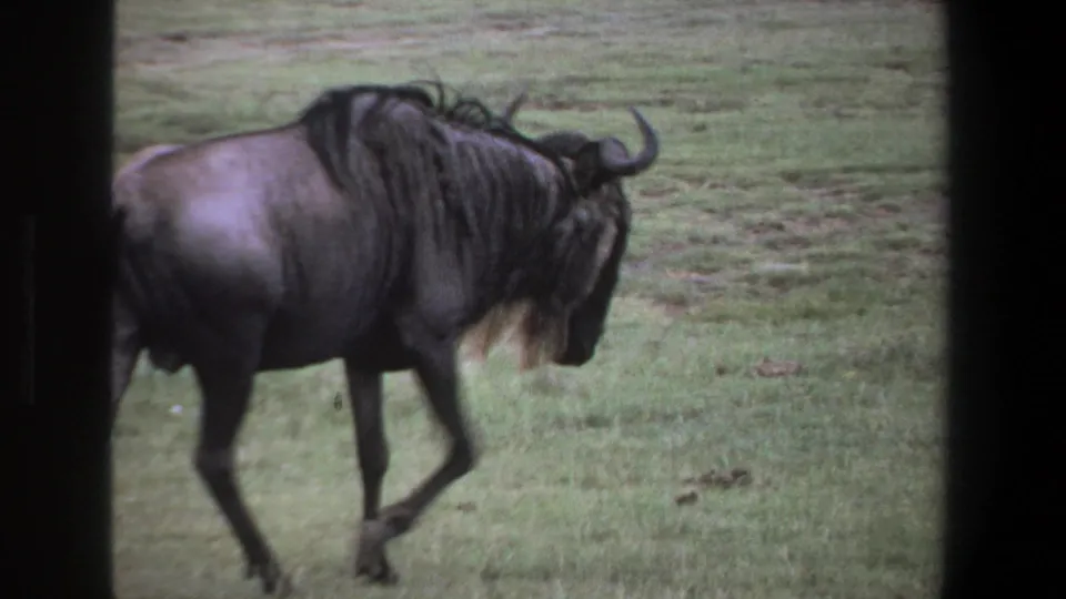 1969 Pretoria-area 8mm frame of the wildebeest centered on grass, head slightly lowered as it walks through the frame.