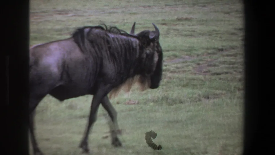 1969 Pretoria 8mm frame showing a wildebeest walking through grass with soft focus and dark edge framing.