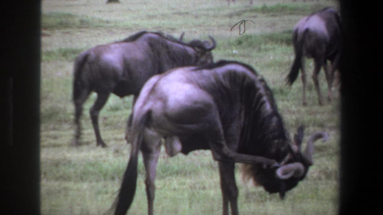 1969 Pretoria home-movie frame with wildebeests grazing and standing in open grassland, seen through dark frame edges.
