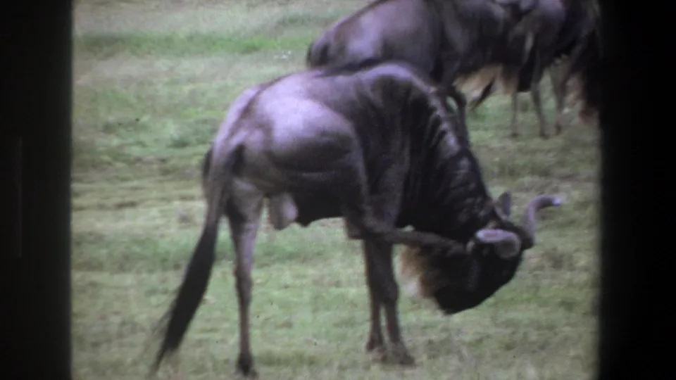 1969 Pretoria 8mm frame showing a wildebeest bent low in grass, with another wildebeest partly visible behind it.