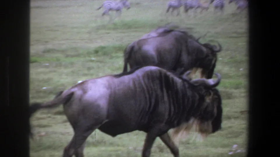 1969 Pretoria wildlife frame with wildebeests in the foreground and small distant zebras crossing the grassland.