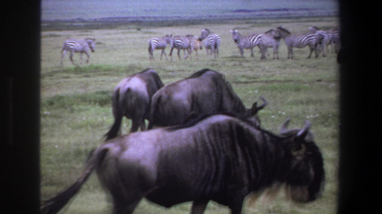 1969 Pretoria-area safari footage showing wildebeests close to the camera and zebras across an open grassy plain.