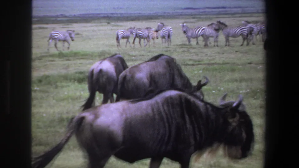 1969 Pretoria-area safari footage showing wildebeests close to the camera and zebras across an open grassy plain.