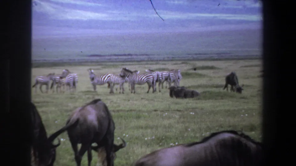 1969 Pretoria safari view with zebras in the mid-ground and wildebeests grazing or lying on open grassland.
