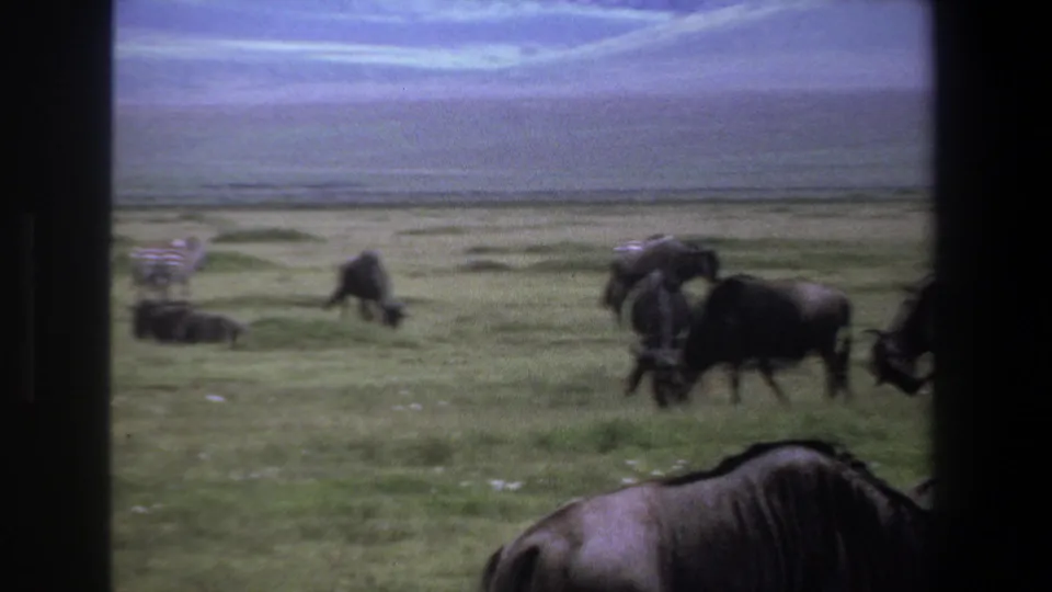 1969 Pretoria-area home-movie frame of wildebeests on a grassy plain, with zebras partly visible at the left.