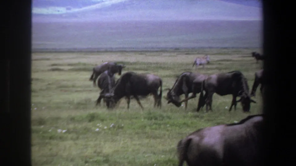 1969 Pretoria safari footage showing wildebeests grazing on open savanna, framed by dark film or vehicle-edge borders.