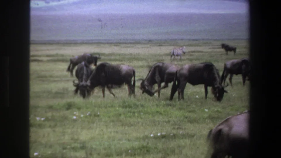 1969 Pretoria-area home-movie frame showing wildebeests grazing across a grassy savanna with distant zebras under a pale sky.