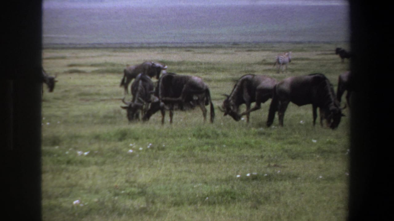 Cluster of wildebeests grazing with zebras scattered across the background plain.