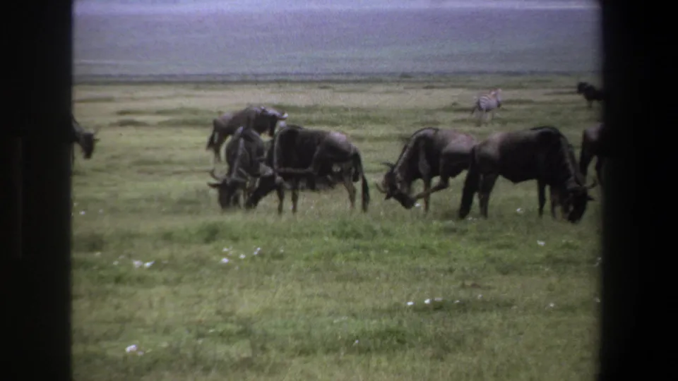 Wildebeests graze in a South African savanna scene from the 1969 8mm clip, with zebras visible beyond the herd.