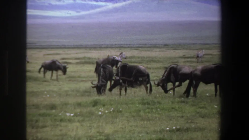 Soft 8mm frame from Pretoria, South Africa, showing wildebeests feeding while zebras remain farther back on the grassland.