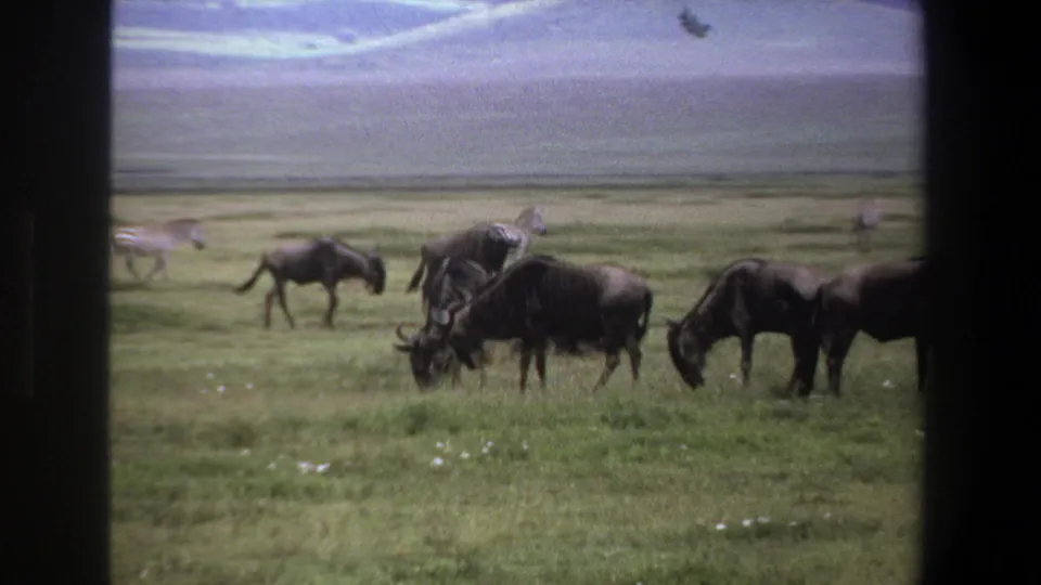 Final 1969 home-movie frame with wildebeests grazing close to the camera and zebras visible across the Pretoria-area savanna.