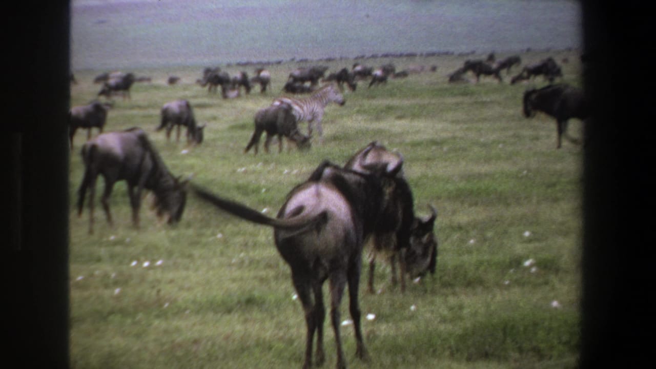 1969 Pretoria-area home-movie frame showing wildebeest grazing on grassland, with a zebra and distant herd animals beyond.