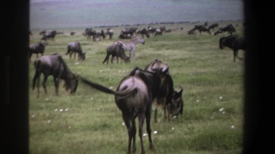 1969 Pretoria-area home-movie frame showing wildebeest grazing on grassland, with a zebra and distant herd animals beyond.