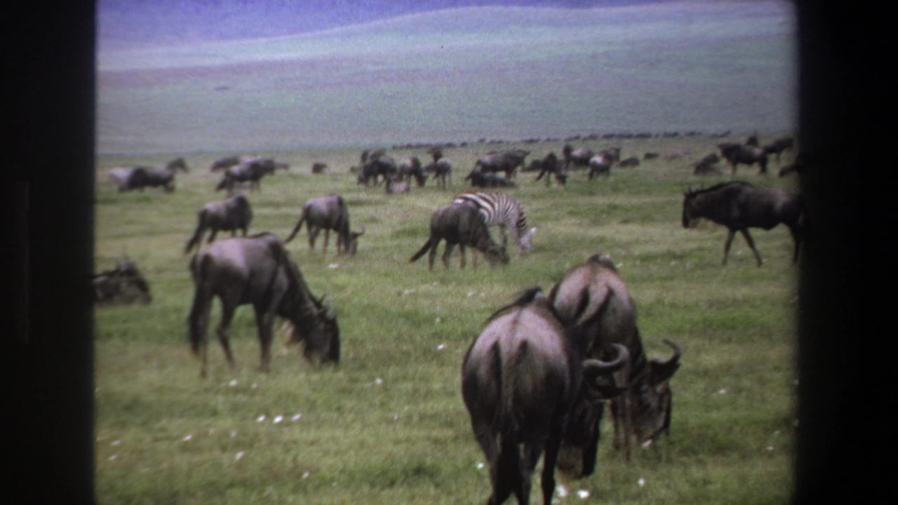 1969 South Africa frame of wildebeest and a zebra grazing across a wide green savanna under a pale sky.