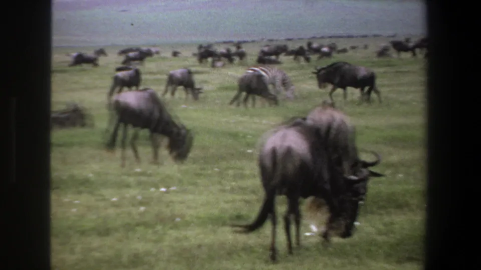Pretoria-area 1969 8mm frame with wildebeest grazing close to the camera and a zebra among the distant herd.