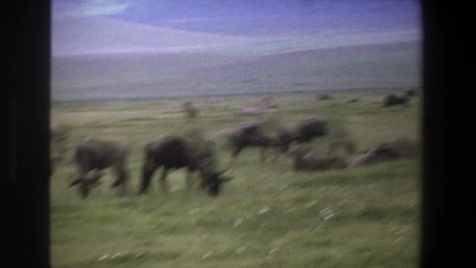 Soft, motion-blurred 1969 South Africa frame showing wildebeest grazing across open grassland with distant herd shapes.