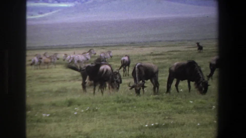 1969 Pretoria home-movie frame showing wildebeests grazing on green savanna, distant zebras, cloudy sky, and dark window borders.