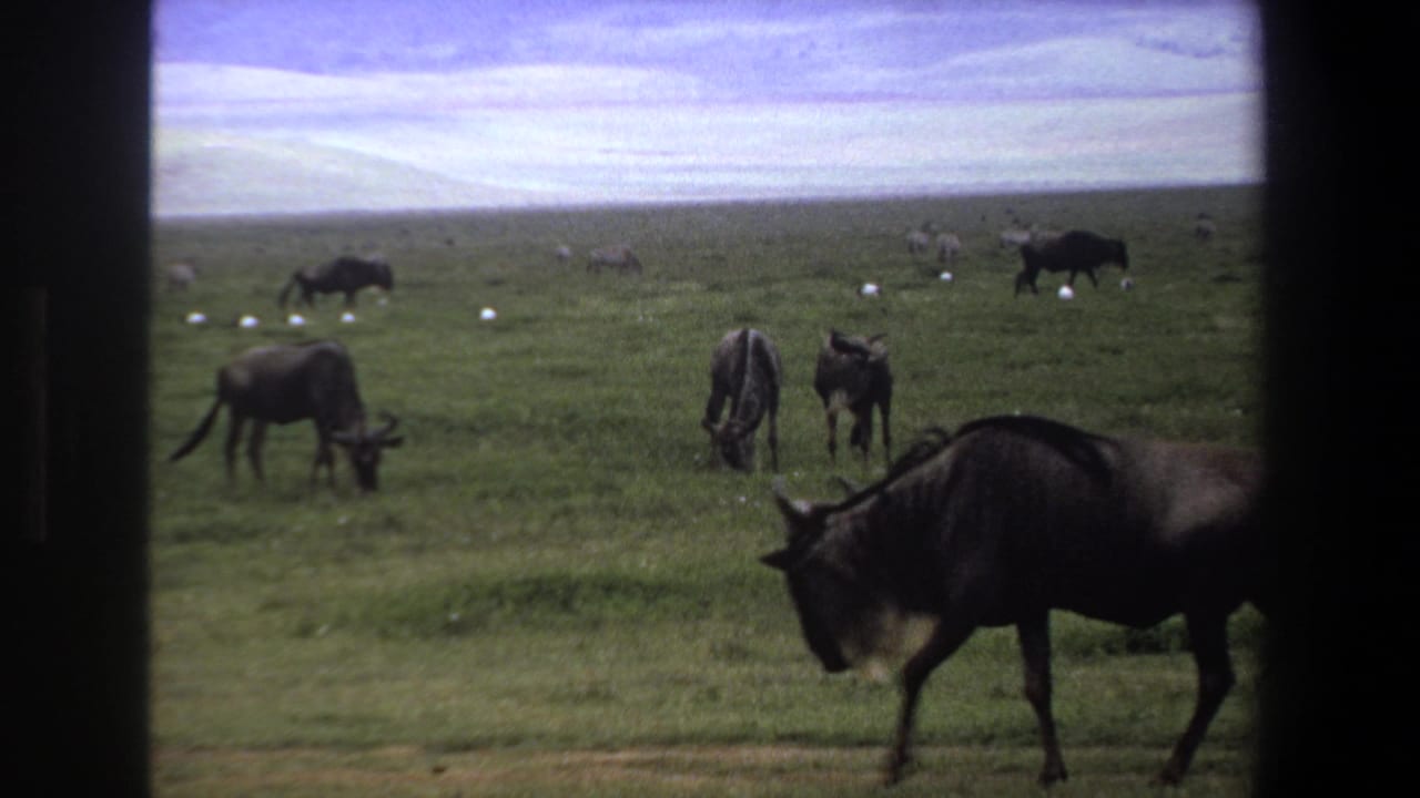 1969 Pretoria wildlife frame with wildebeests spread across savanna, zebras in the distance, pale ground spots, and a dark vertical frame edge.