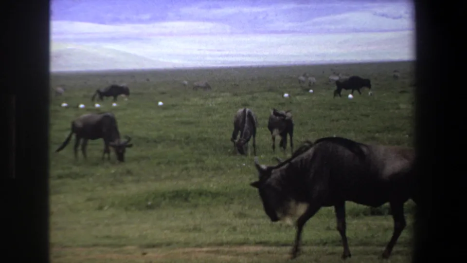 1969 Pretoria wildlife frame with wildebeests spread across savanna, zebras in the distance, pale ground spots, and a dark vertical frame edge.