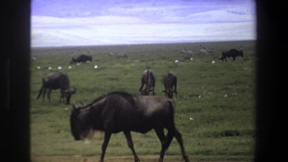 1969 Pretoria home-movie still with a foreground wildebeest, grazing animals behind it, distant zebras, and visible film softness.