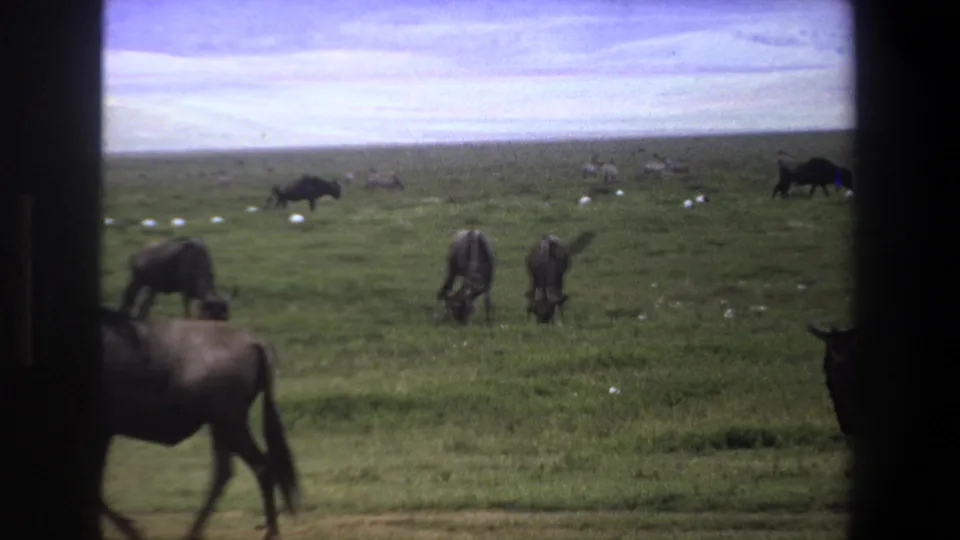1969 Pretoria savanna frame showing grazing wildebeests, distant zebras, cloudy sky, and dark borders from filming through a window or vehicle.