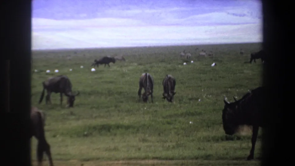 1969 Pretoria home-movie frame showing wildebeests grazing across open grassland under a cloudy sky, viewed through dark edges.