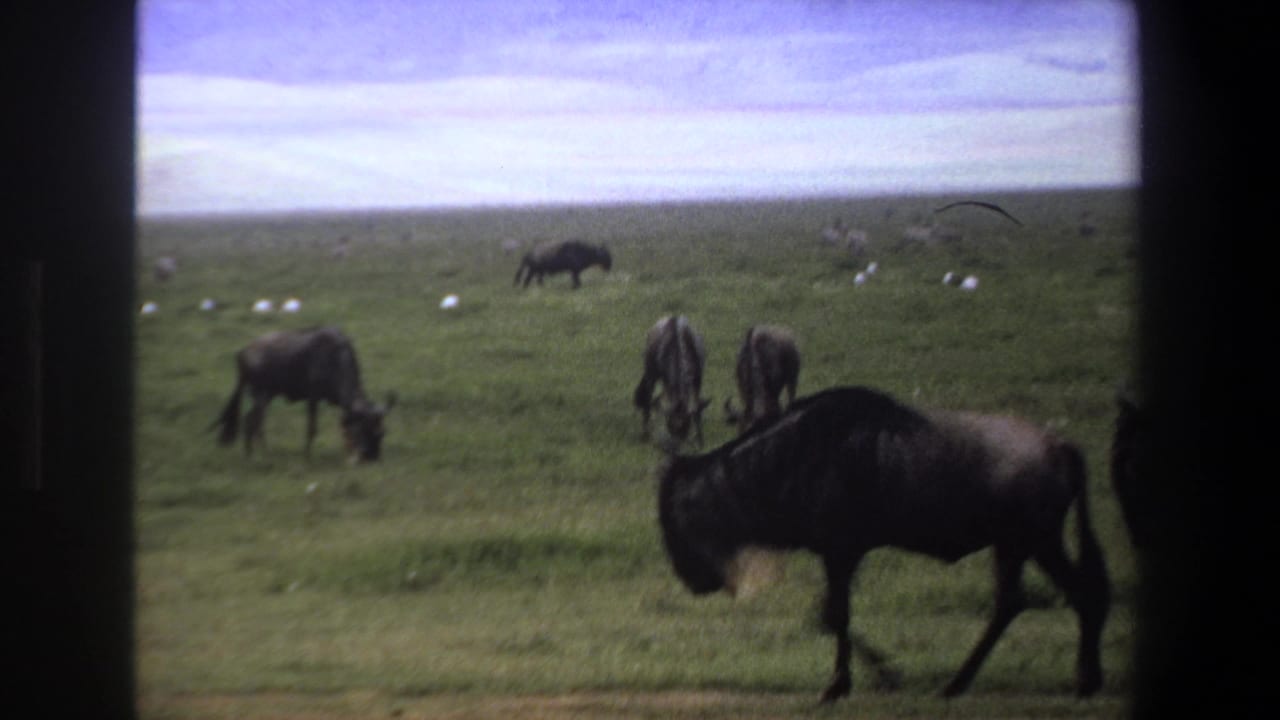 A wildebeest walks in the foreground while others graze across the grassland.