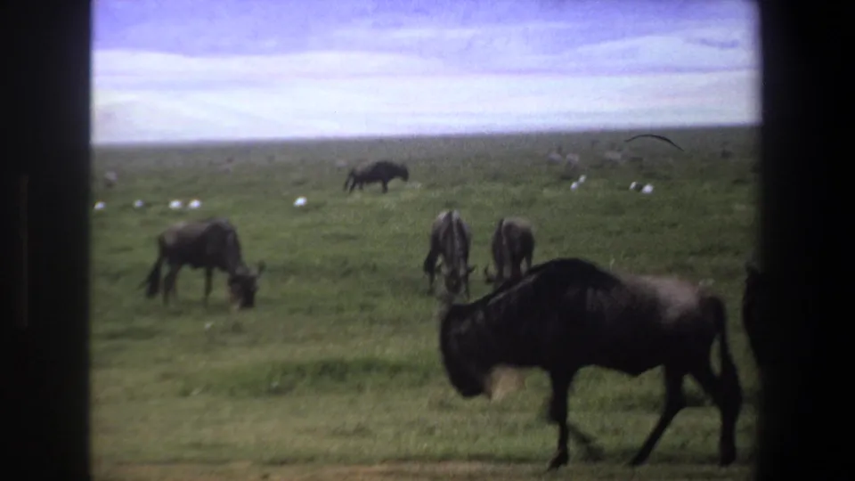 1969 Pretoria footage frame with a foreground wildebeest walking past grazing herd animals and white birds on open grassland.