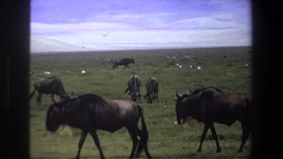 1969 Pretoria home-movie view of wildebeests moving near the camera, with more grazing animals and white birds in the grassland.