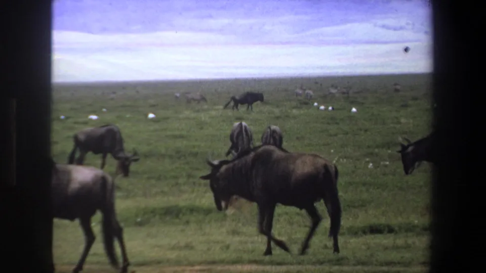 1969 Pretoria frame showing a foreground wildebeest in profile, open grassland, distant herd animals, and scattered white birds.