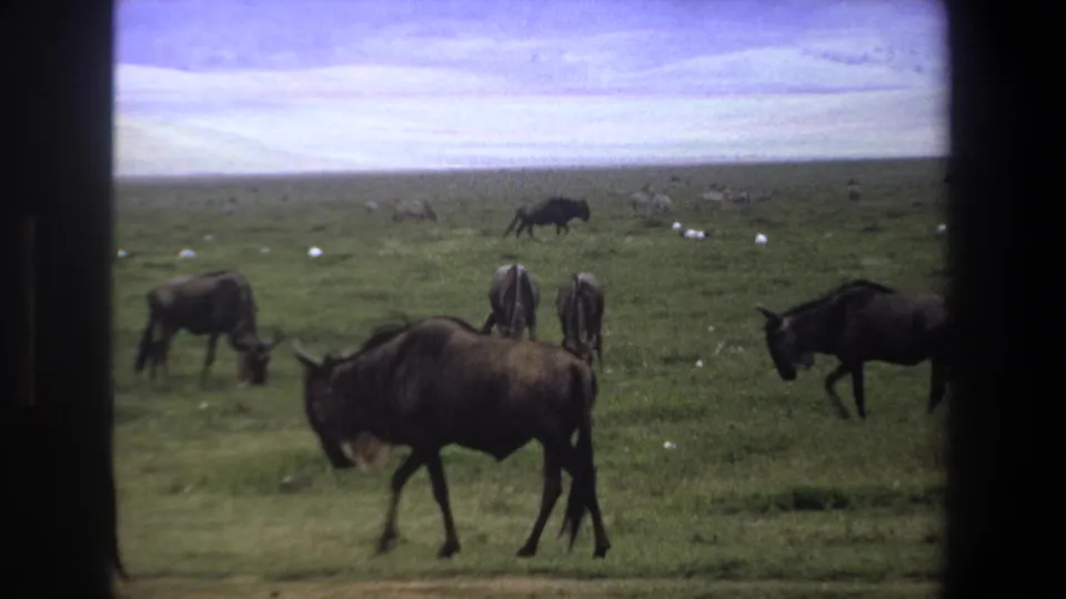 1969 Pretoria home-movie frame showing several grazing animals across open grassland with dark film borders.