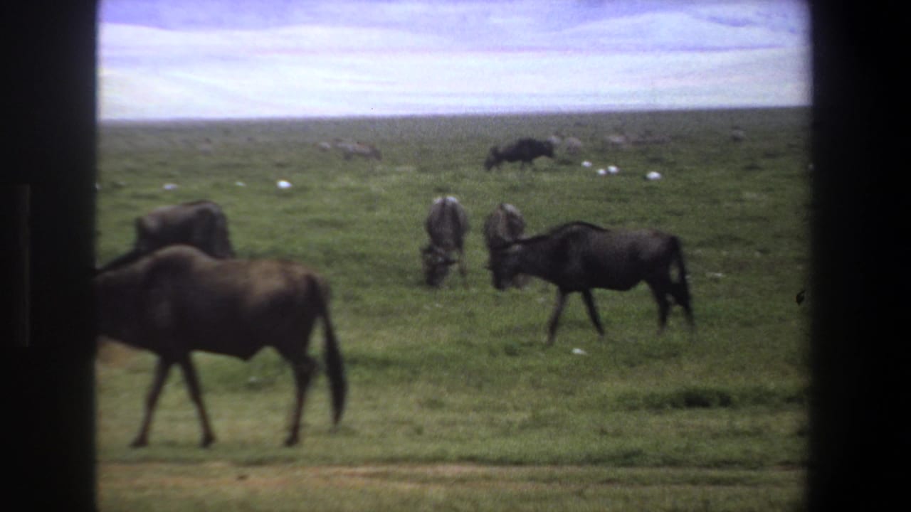 Several animals graze and walk through open grassland.