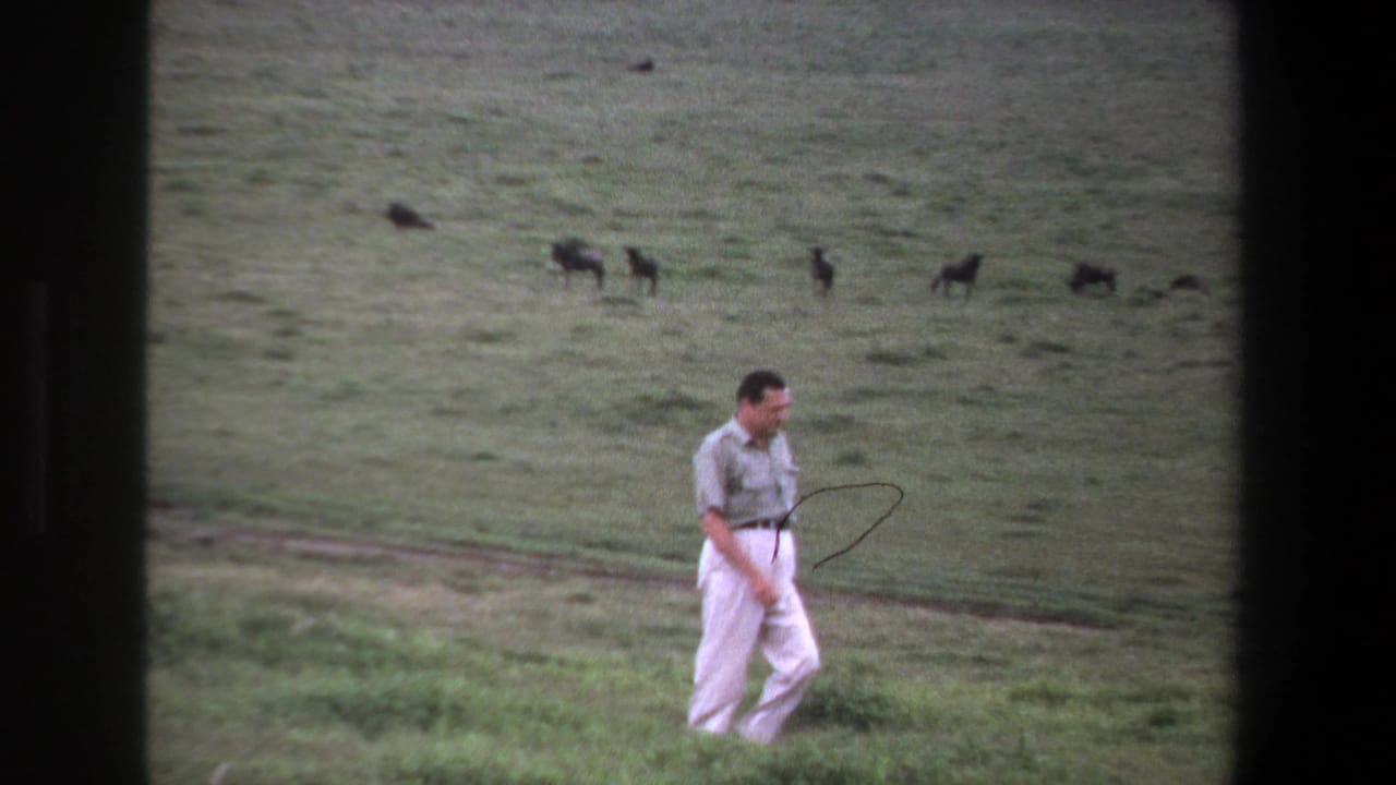 1969 Pretoria home-movie frame showing a man walking across grass while distant dark animals move across the field.