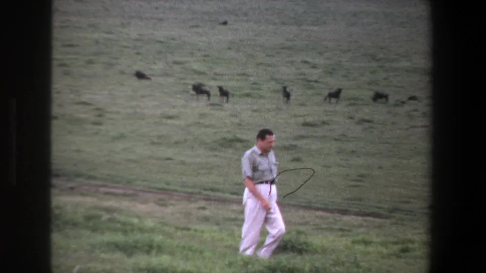 1969 Pretoria home-movie frame showing a man walking across grass while distant dark animals move across the field.