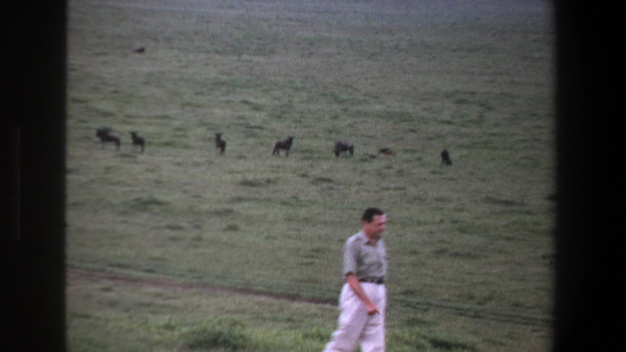 Man walking near the right side of a grassy field with a line of dark animals behind him.