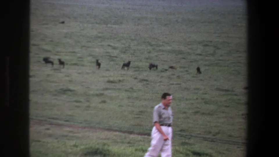 1969 Pretoria frame with a man crossing an open grassy field as dark animals appear scattered in the background.