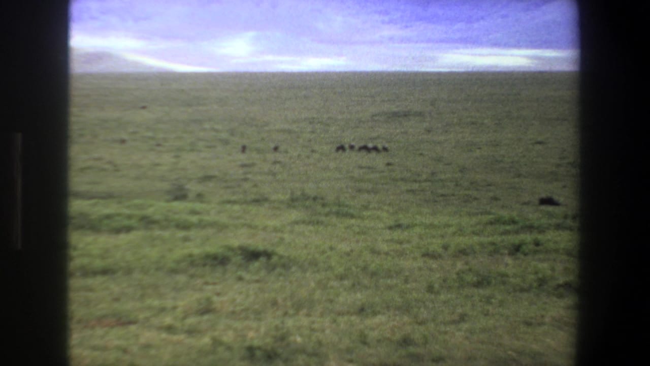 Open grassy plain with a small dark herd in the distance and hills along the horizon.