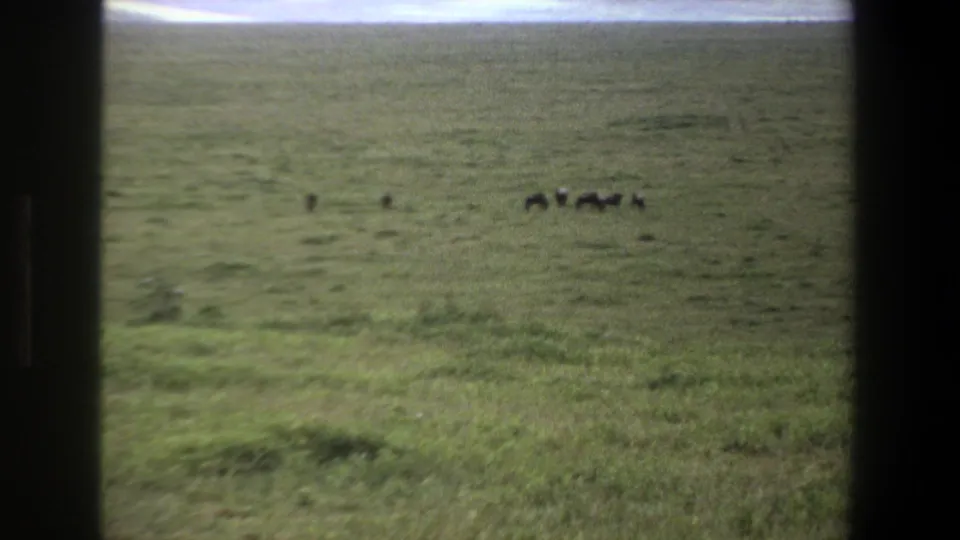 1969 home-movie still from the Pretoria metadata showing a closer view of dark grazing animals on green grassland.