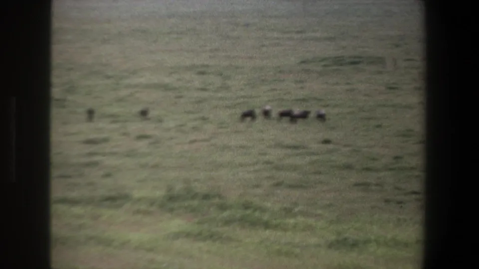 Soft 8mm frame from 1969 Pretoria footage showing a zoomed view of dark herd animals across open grassland.