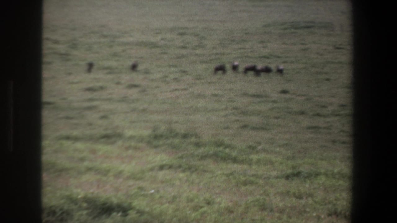 1969 Pretoria home-movie frame showing distant livestock grazing across a green pasture, partially framed by dark vertical borders.
