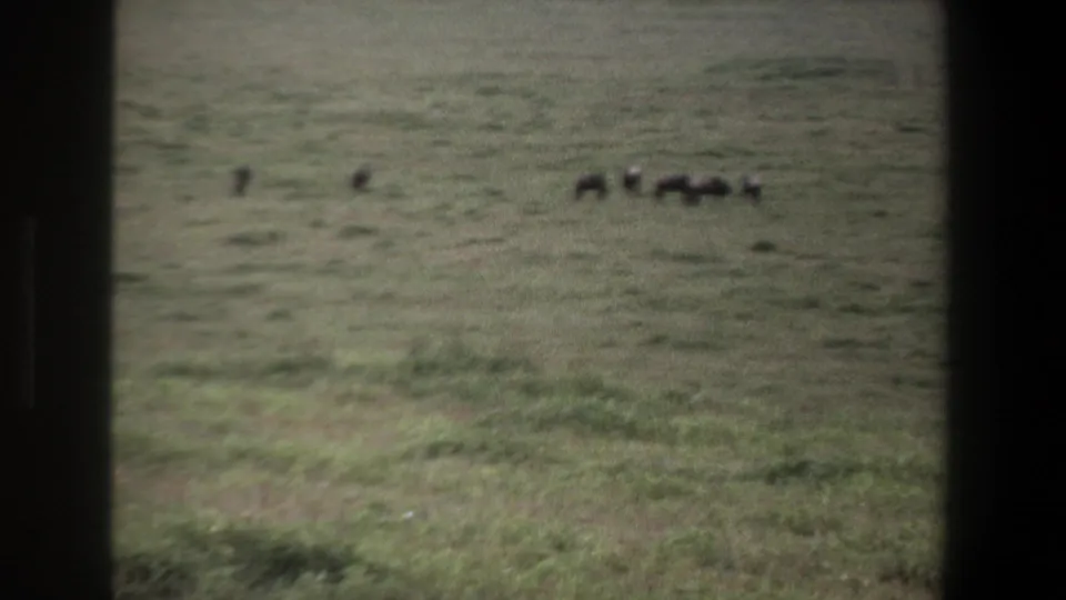 1969 Pretoria home-movie frame showing distant livestock grazing across a green pasture, partially framed by dark vertical borders.