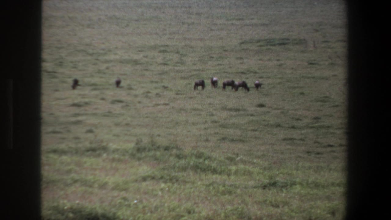 Small herd of livestock stands and grazes in a wide green field.
