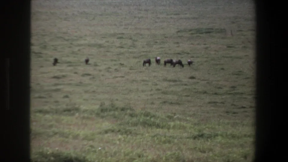 1969 Pretoria 8mm frame with a small group of livestock visible at a distance on a broad green pasture.