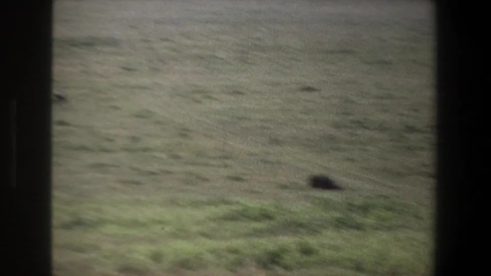 Soft 1969 Pretoria home-movie view of pasture, with a dark livestock shape near the lower edge and the herd mostly out of frame.