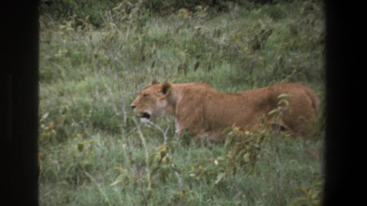 Lioness walks through tall green grass beyond a dark vehicle frame.