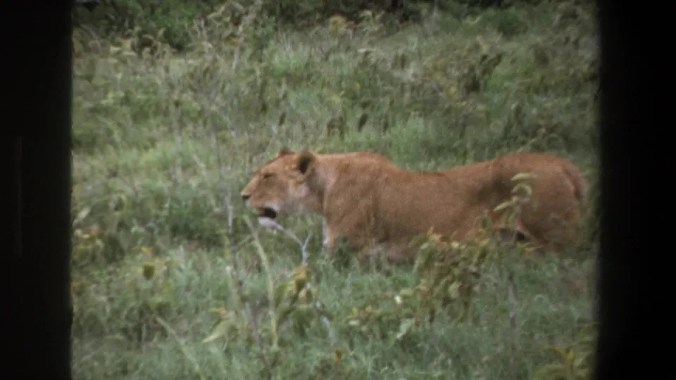 A tawny lioness moves through tall grass in 1969 Pretoria safari home-movie footage, seen past a dark vehicle-window edge.